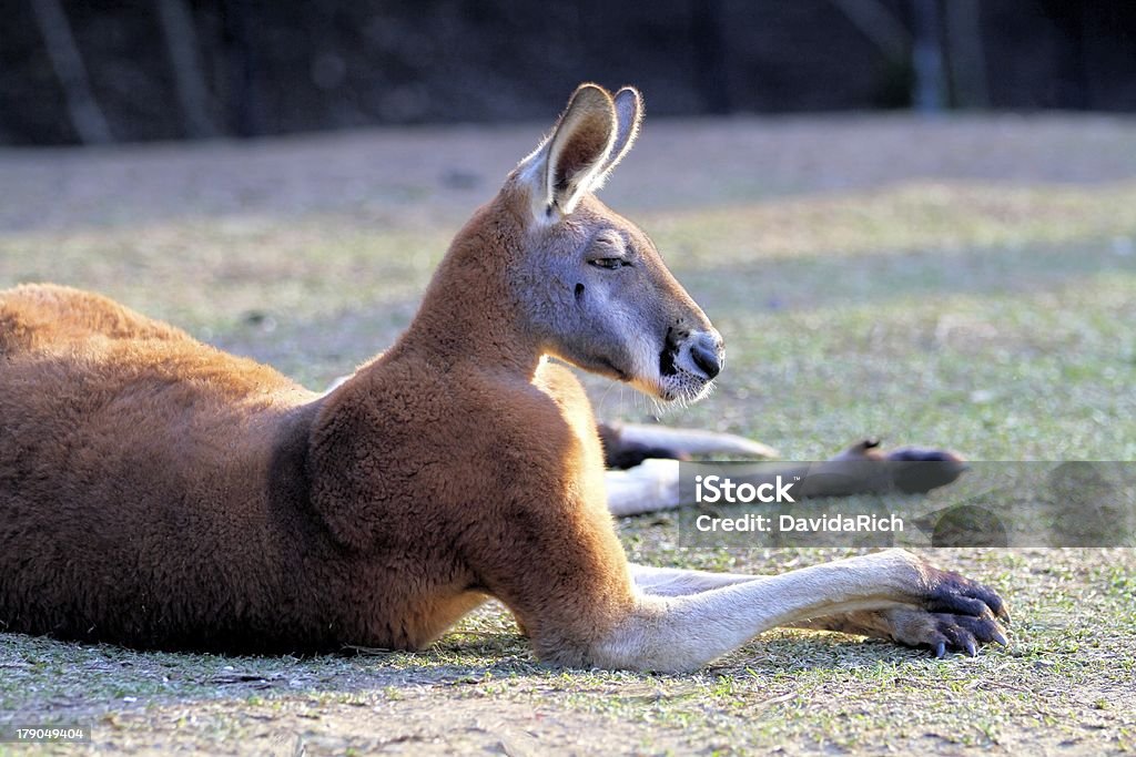 Old Man Canguru - Royalty-free Animal Foto de stock