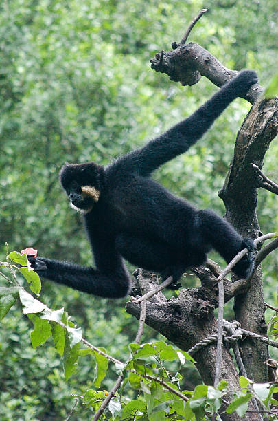 istock Yellow cheek gibbons 179049428