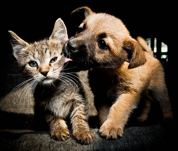 chiot kitty lick, baiser et amour - domestic cat playful cute close up photos et images de collection