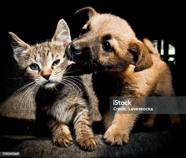 Puppy Kitty Lick Kiss And Love Stock Photo - Download Image Now - Dog, Domestic Cat, Undomesticated Cat