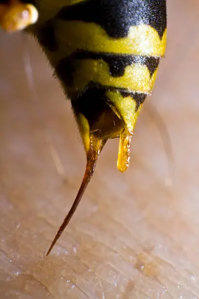 Photo of back of wasp in closeup