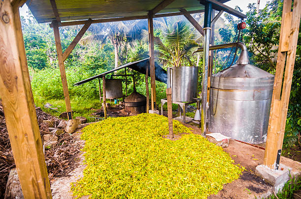 Distillery Still, Aromatherapy Oil / Artisanal still, essential oil, ylang, Mayotte Petals of ylang ylang flowers are drying before distillation of the aromatherapy oil in Mayotte (Comoros). comoros stock pictures, royalty-free photos & images
