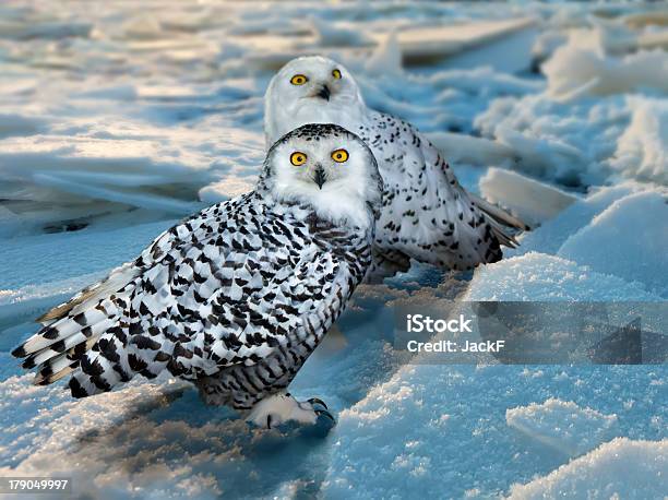 Schneeeule Inbereich Stockfoto und mehr Bilder von Schnee-Eule - Schnee-Eule, Arktis, Eis