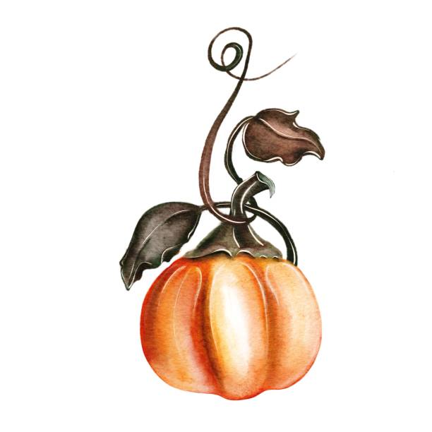 Vintage watercolor pumpkin. Thanksgiving stock illustration Authentic fall pumpkin with vintage leaves hand painted with digital watercolor on a white background. A bright aesthetic pumpkin painted with delicate and warm shades of brown combined with orange. pumpkin patch watercolor stock illustrations