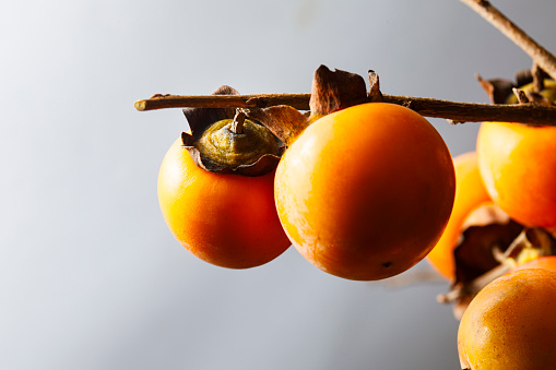 Ripe orange persimmon fruit in autumn