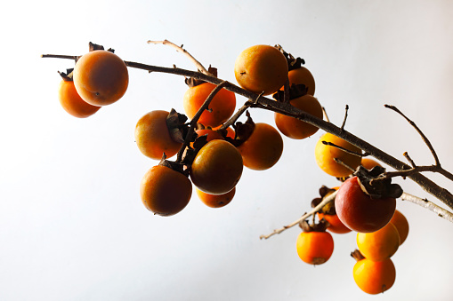 Ripe orange persimmon fruit in autumn