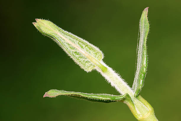 istock asclepiadaceae herb leaves 179050094