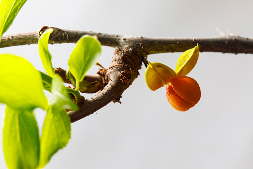 ​A bearing fruit in autumn　Celastrus orbiculatus