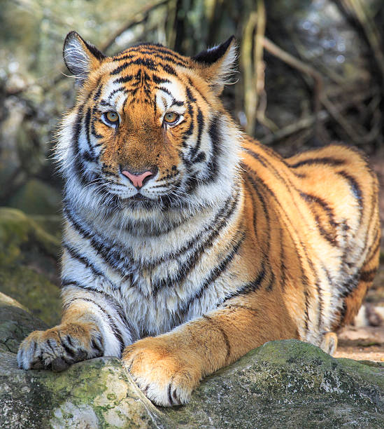istock Closeup of a tiger 179050265