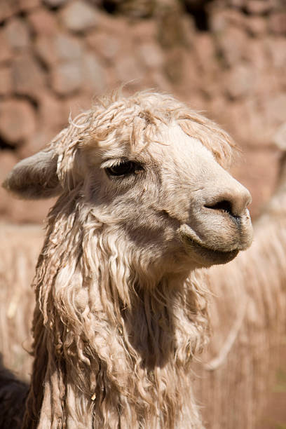 istock Llama in Peru on a farm 179050694