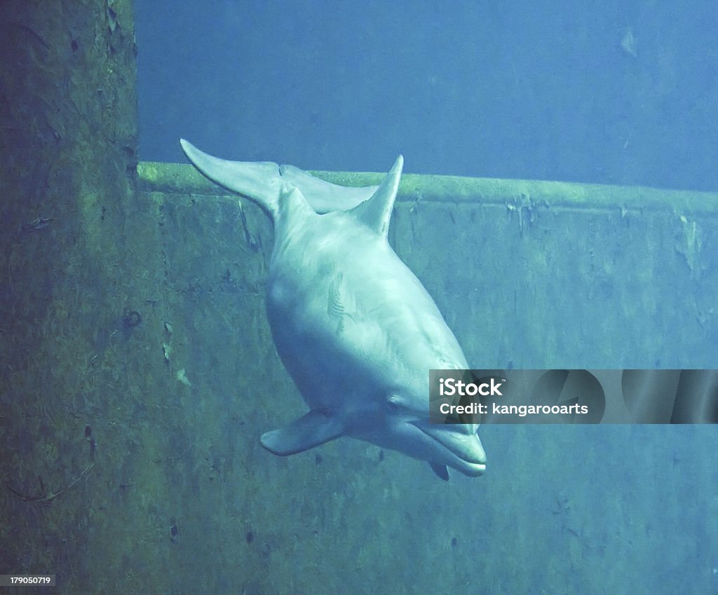 Delfino dal naso a bottiglia - Foto stock royalty-free di Composizione orizzontale