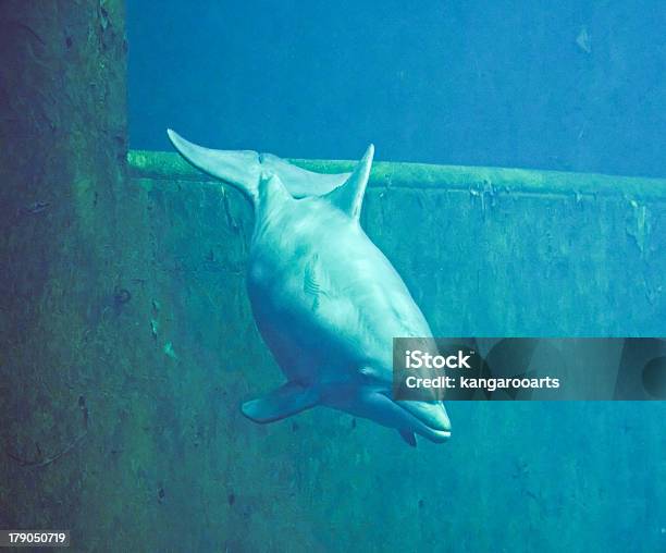 Delfino Dal Naso A Bottiglia - Fotografie stock e altre immagini di Composizione orizzontale - Composizione orizzontale, Delfino, Flipper