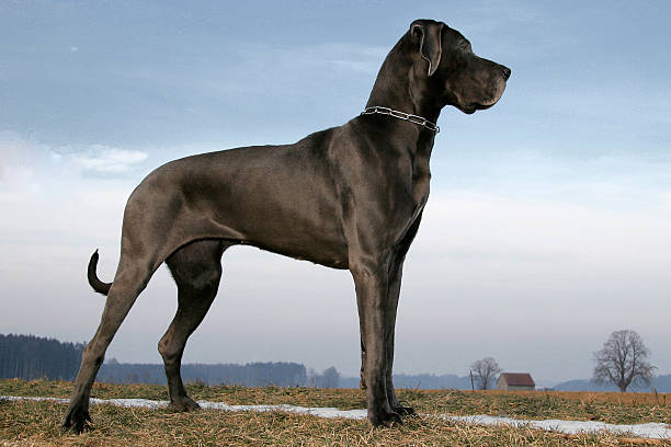 Great dane - Deutsche Dogge Great Dane blue color stroke on a meadow. Great dane on a field. great dane stock pictures, royalty-free photos & images