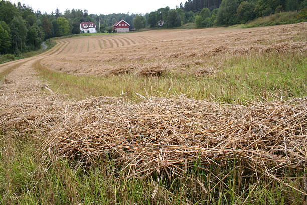 farmland stock photo