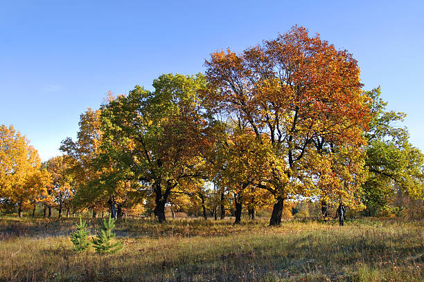 istock autumn day in the oak grove 179050919