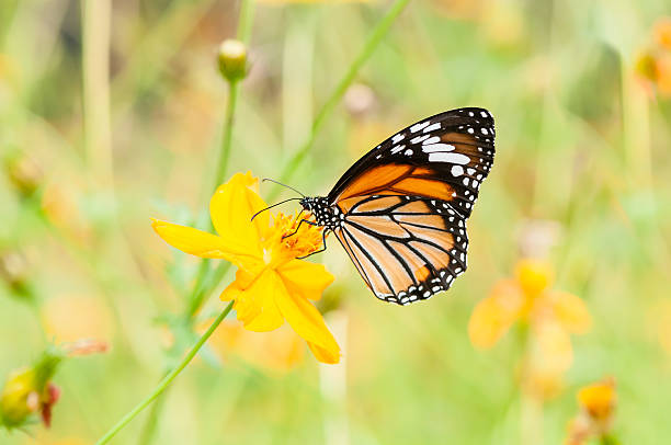 istock monarch butterfly on yellow flower 179051125
