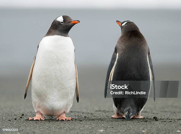 Penguins Looking In Opposite Directions Stock Photo - Download Image Now - Penguin, Two Animals, Animal