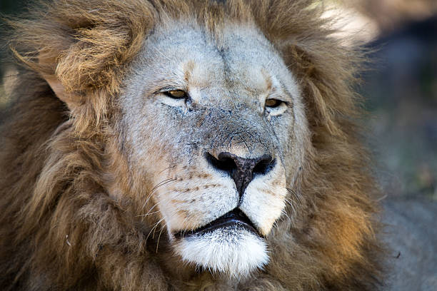 istock Lion in a game Park 179051228