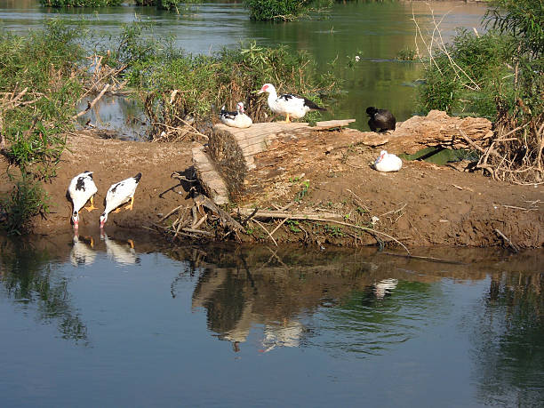 istock Ducks on river Mekong at Don Det island 179051235
