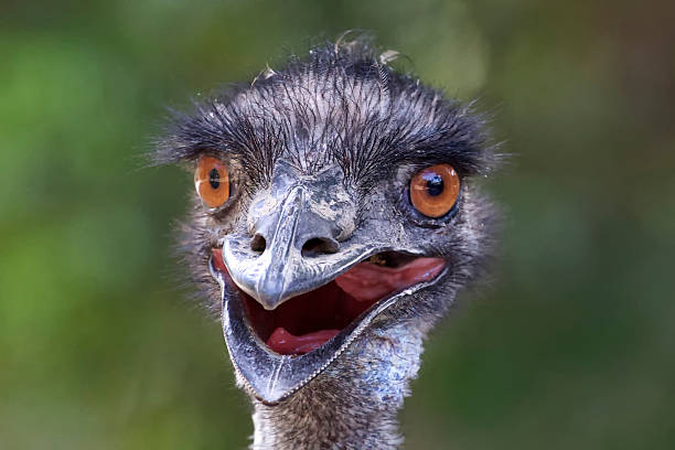 istock Funny emu close up 179051595