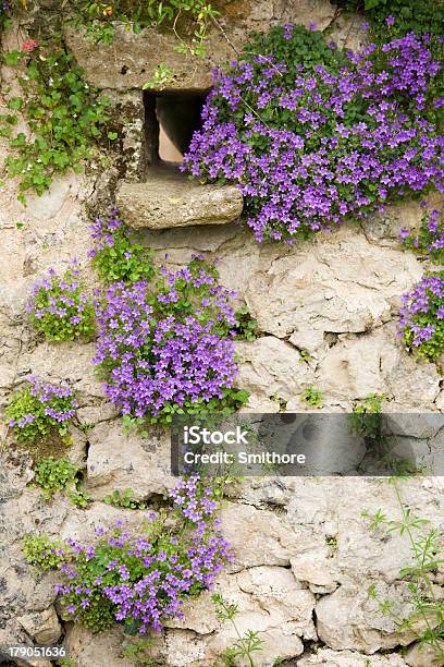 Foto de Bellflowers Na Parede Velha e mais fotos de stock de Antigo - Antigo, Azul, Beleza natural - Natureza