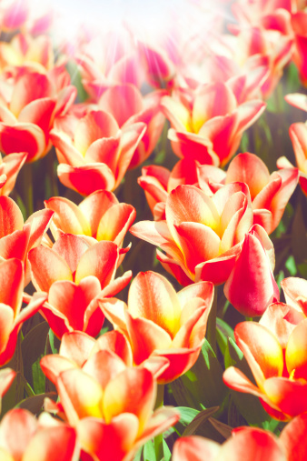 Belleza tulipanes, abstracto fondos para desig medio ambiente photo