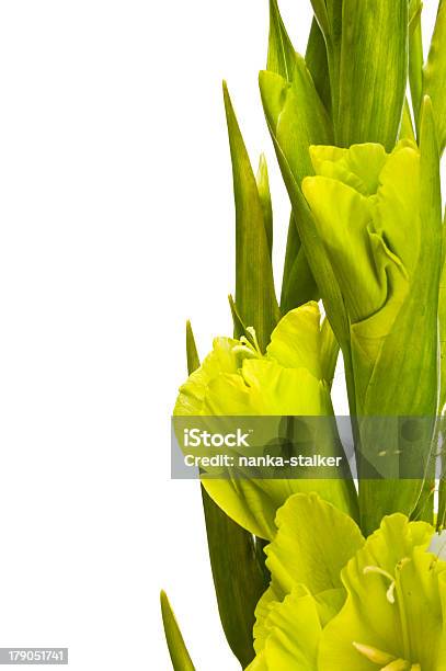 Foto de Gladíolo Buquê e mais fotos de stock de Figura para recortar - Figura para recortar, Flor, Fotografia - Imagem