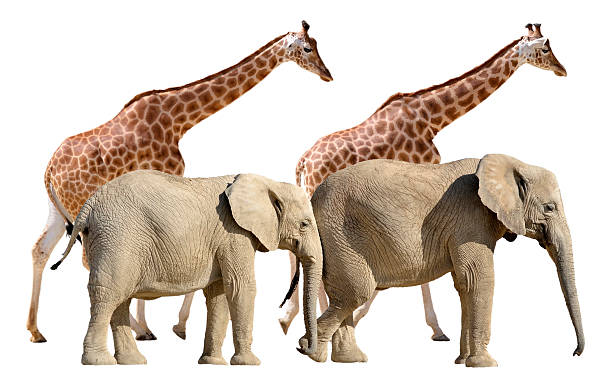 istock Isolated giraffes and elephants 179051745