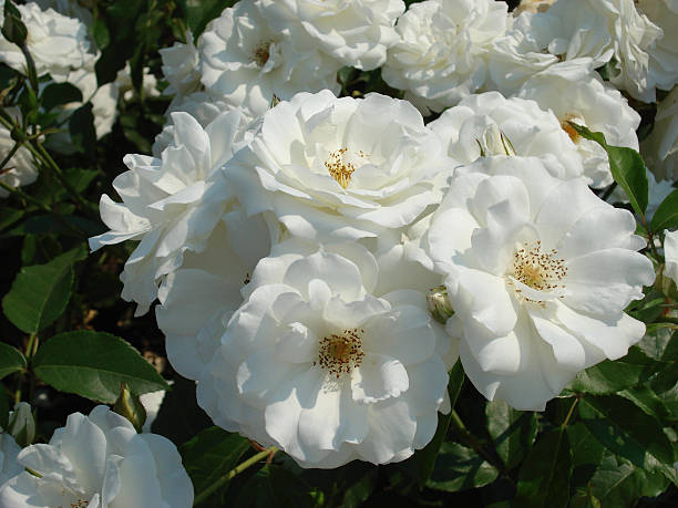 Blossoming White Roses stock photo