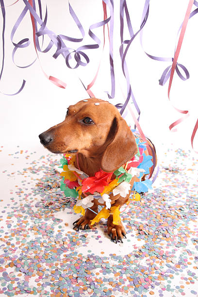 istock Carnival dog party 179051881