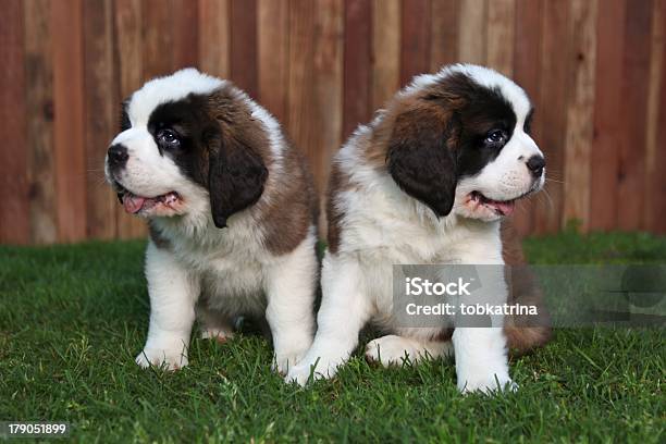 Funny Saint Bernard Pups At 8 Weeks Old Stock Photo - Download Image Now - Animal, Canine - Animal, Cute