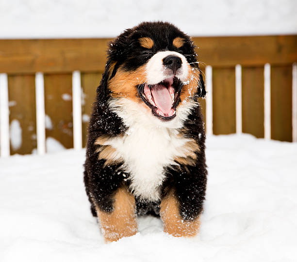 boyero de berna marioneta es yawing ampliamente - dog snow bernese mountain dog paw fotografías e imágenes de stock