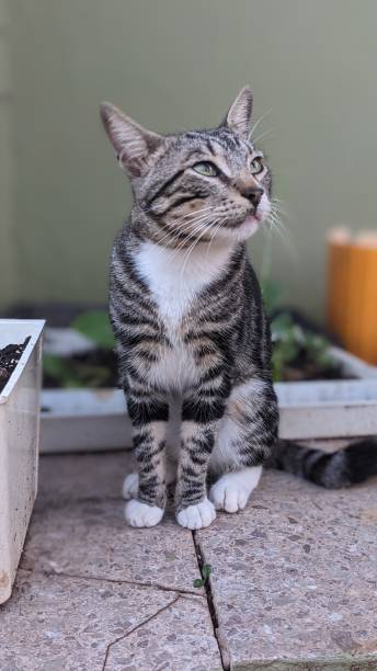istock Black and gray cat looking up 1790521539