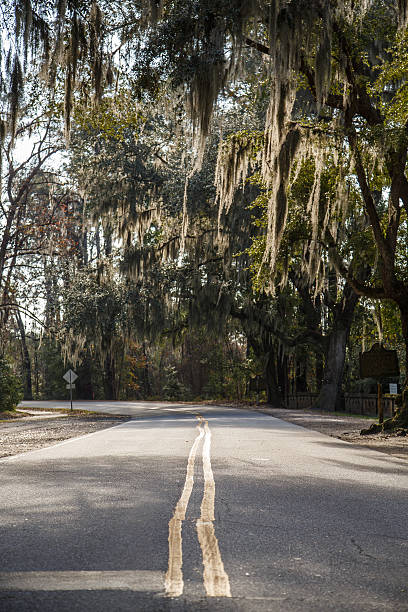 istock Narrow Road Under Southern Oaks 179052238