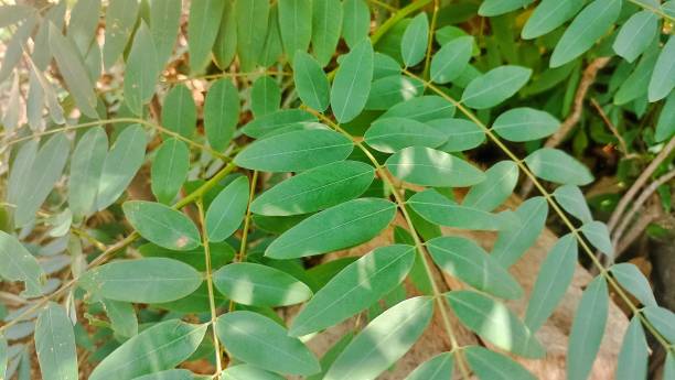 istock Black locust leaves in garden 1790524743