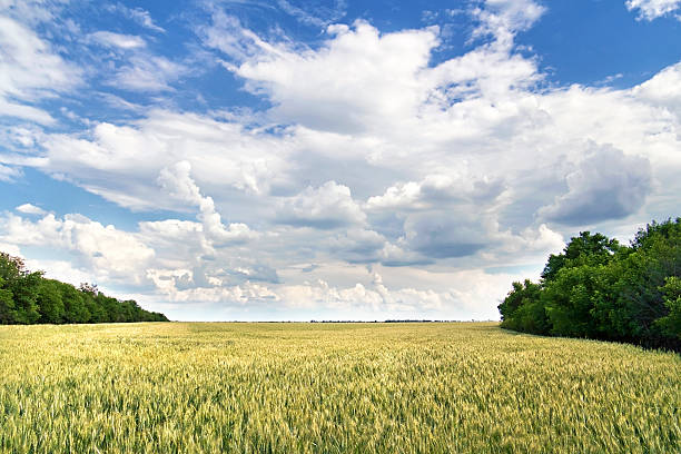 istock view of agricultural fields and sky with curly clouds 179052583