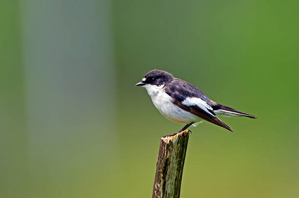 The male European Pied Flycatcher (Ficedula hypoleuca) ready to catch a fly