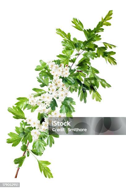 Foto de Flor De Primavera Hawthorn e mais fotos de stock de Beleza - Beleza, Branco, Decoração