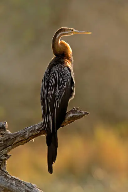 African darter (Anhinga rufa) perched in a branch, Kruger National Park, South Africa