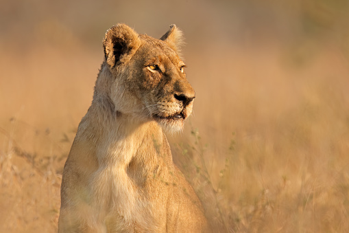 An alert lioness (Panthera leo) in natural habitat, Kruger National Park, South Africa