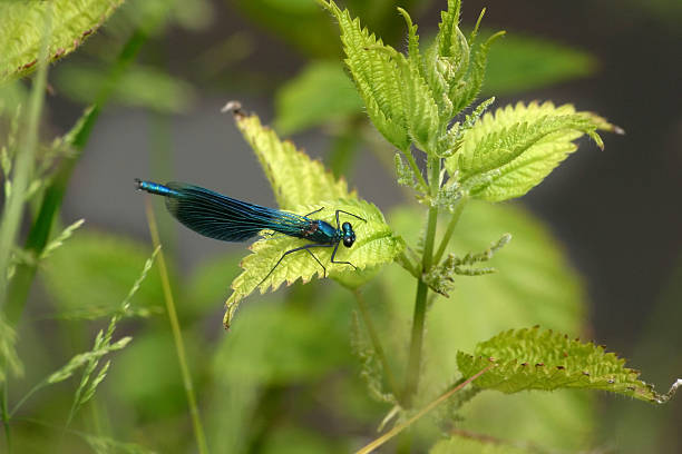 Dragonfly stock photo