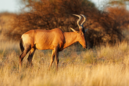 A red hartebeest antelope (Alcelaphus buselaphus) in natural habitat, Kalahari desert, South Africa