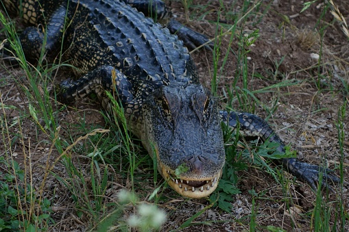 American Alligator in Texas