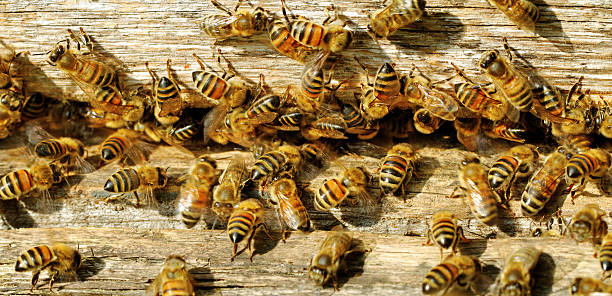istock Bees at the beehive entrance. 179053486