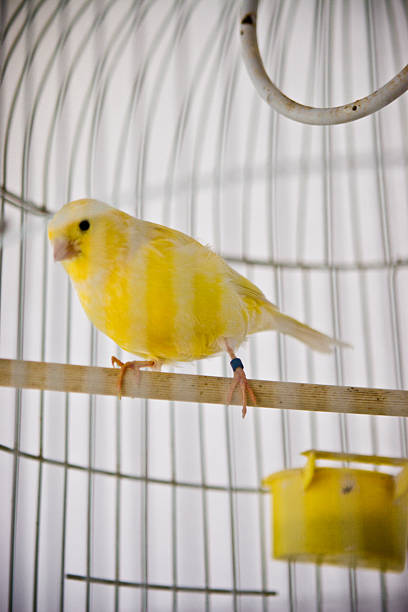 istock A yellow bird in a call along a white wall 179053541