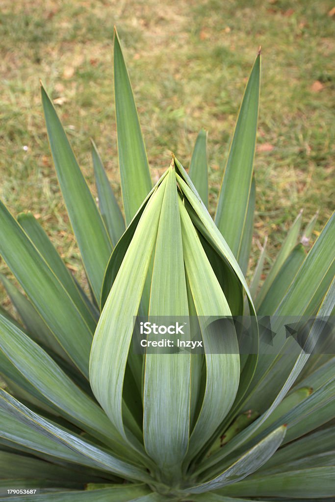 sisal in the wild closeup of sisal plant in spring, creative picture Agave Plant Stock Photo