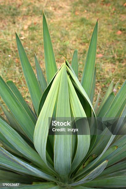 Sisal In The Wild Stock Photo - Download Image Now - Agave Plant, Beauty, Chinese Herbal Medicine
