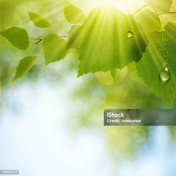 Abstract Natural Backgrounds With Beauty Bokeh Stock Photo - Download Image Now - Backgrounds, Blinking, Day