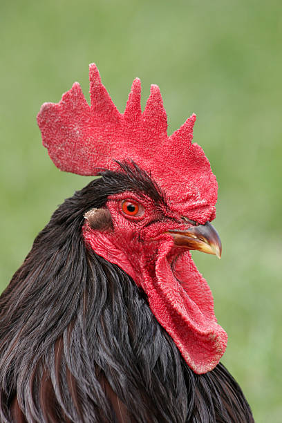 cockeral with a bright red comb stock photo