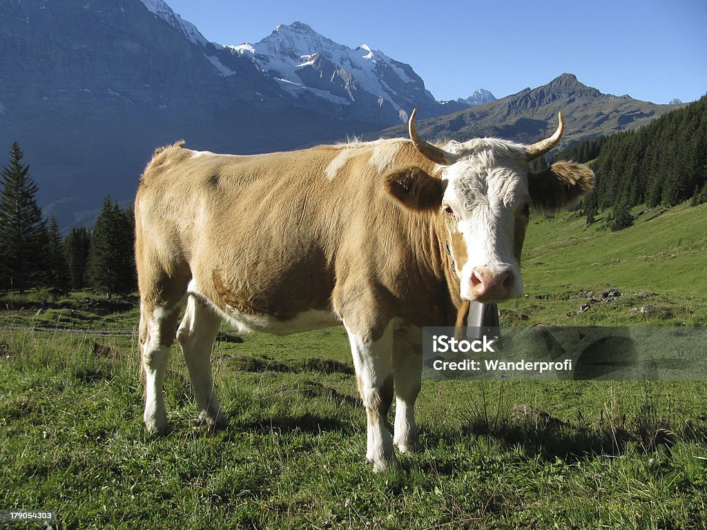 Kuh in Schweizer Alpen - Lizenzfrei Berg Stock-Foto